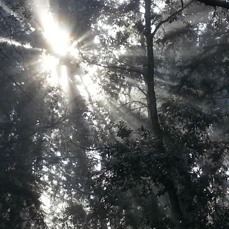 New Year's Day sunlight through redwoods