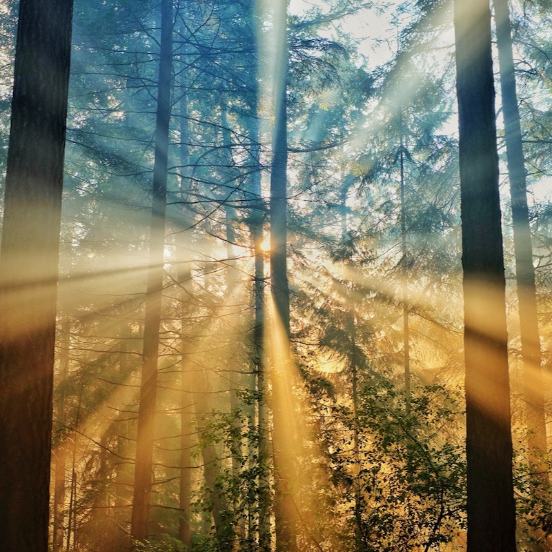 Sunshine in redwoods