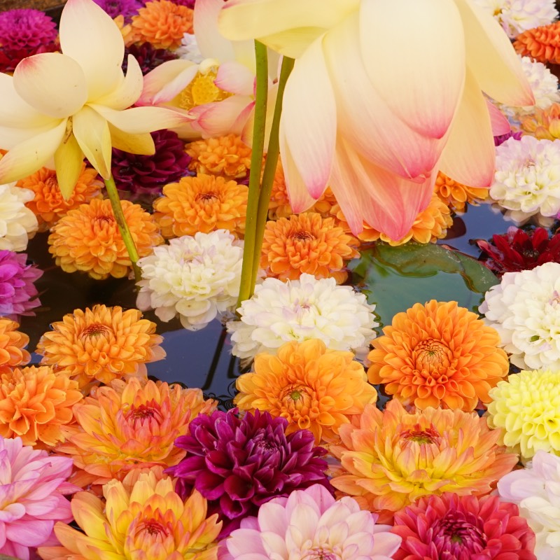 The programs featured image